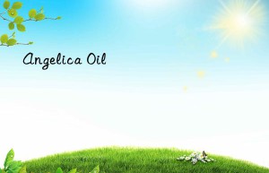 angelica oil