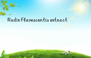 Radix Flavescentis extract